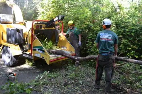 tree services Hazel Crest